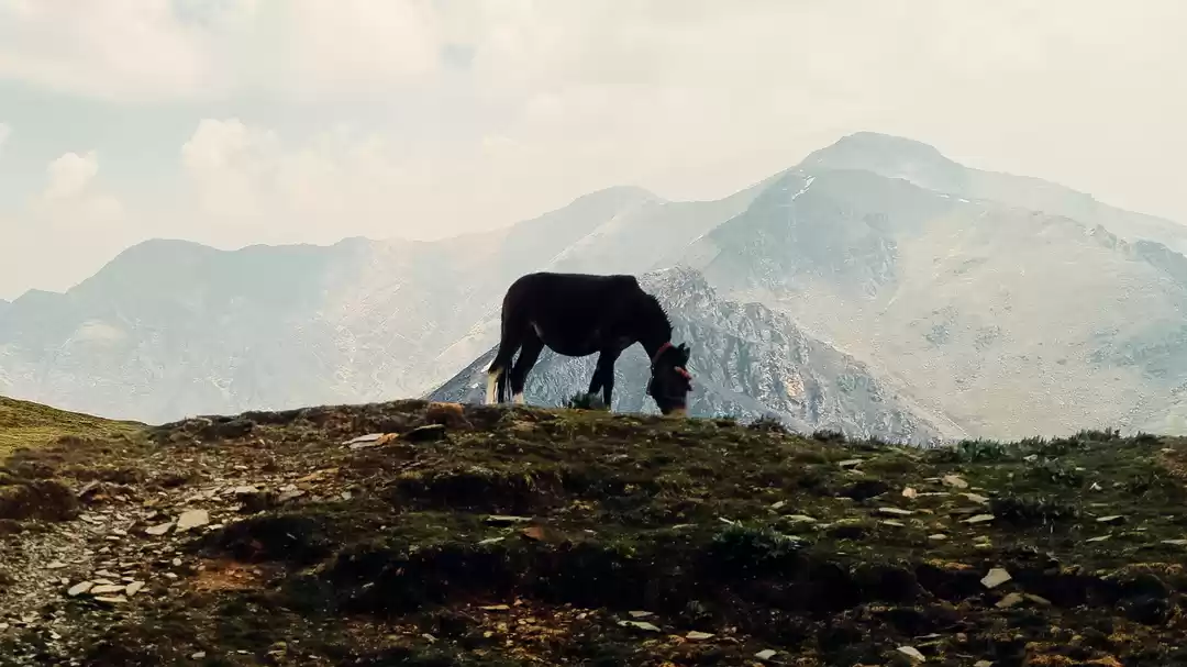 Photo of Some of the Best Vie