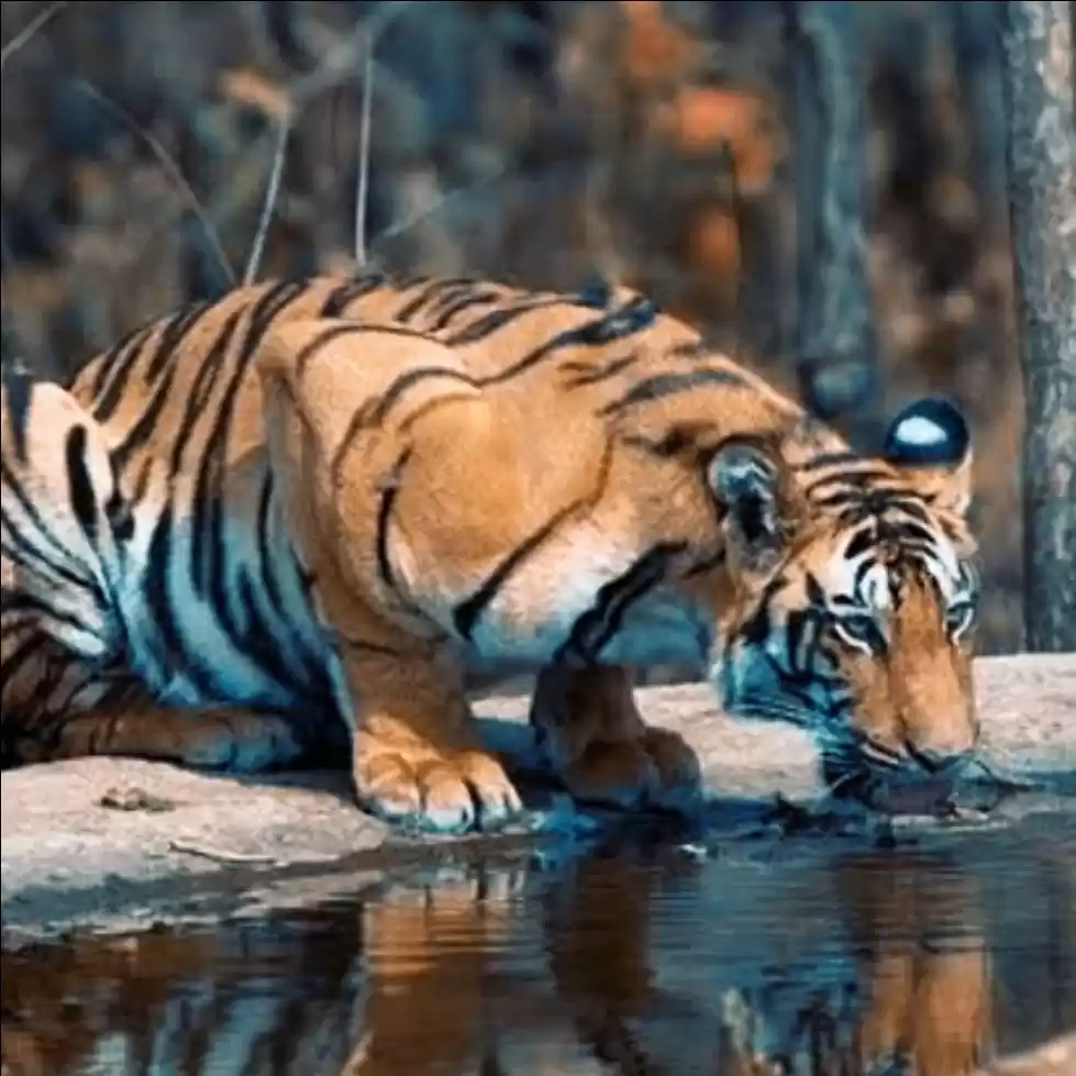 Photo of A visit to Melghat