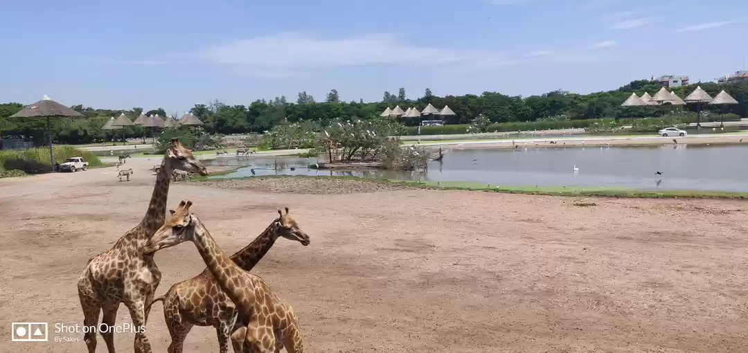 Photo of A day in Safari Worl