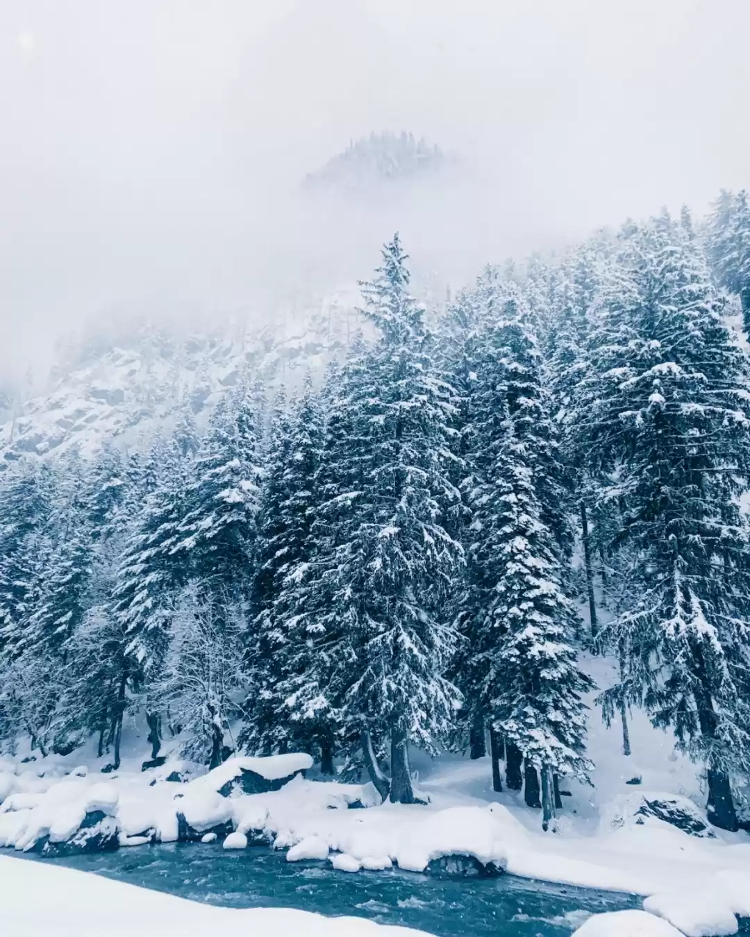 Photo of Snow Capped Trees #T