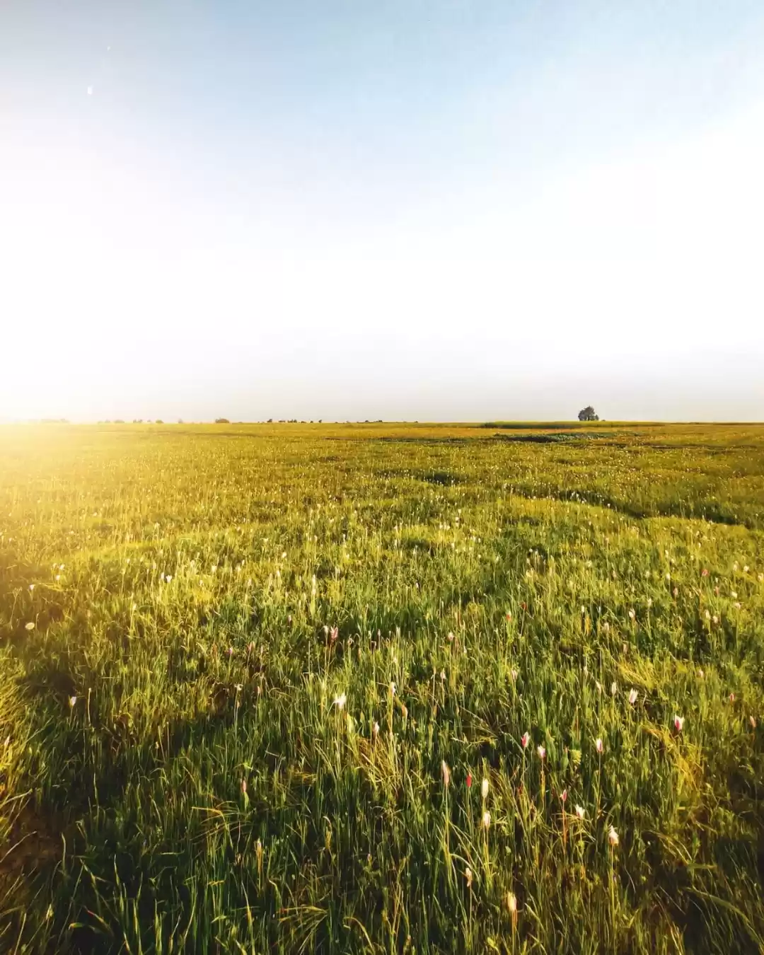 Photo of Spring Fields #Tripo