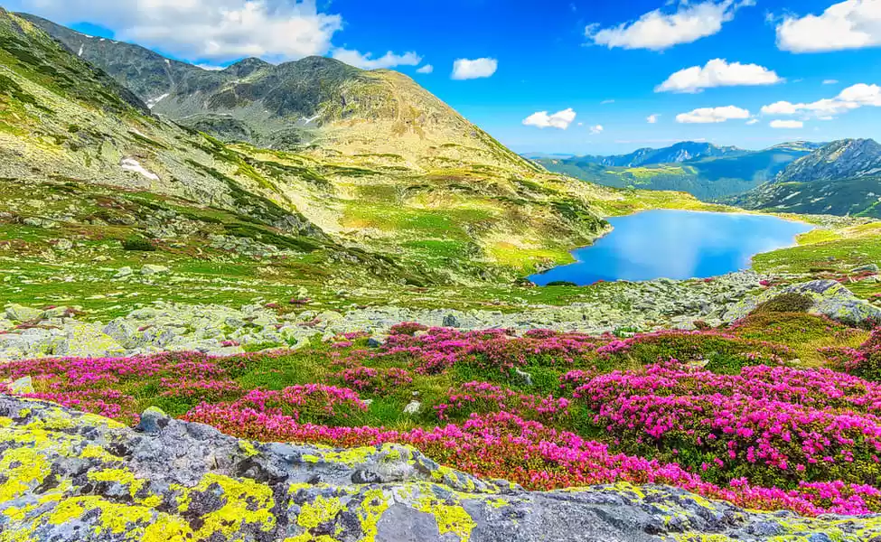 Photo of Valley Of Flowers Tr