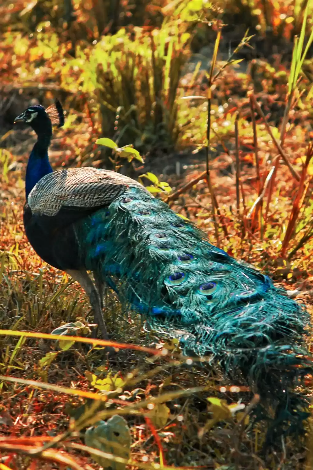 Photo of Peacock spotted at J
