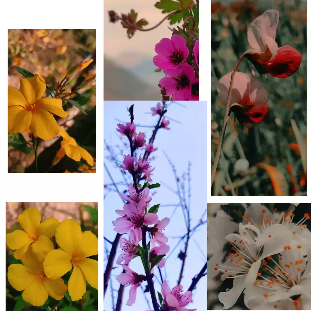Photo of Happy phool dei ♥️