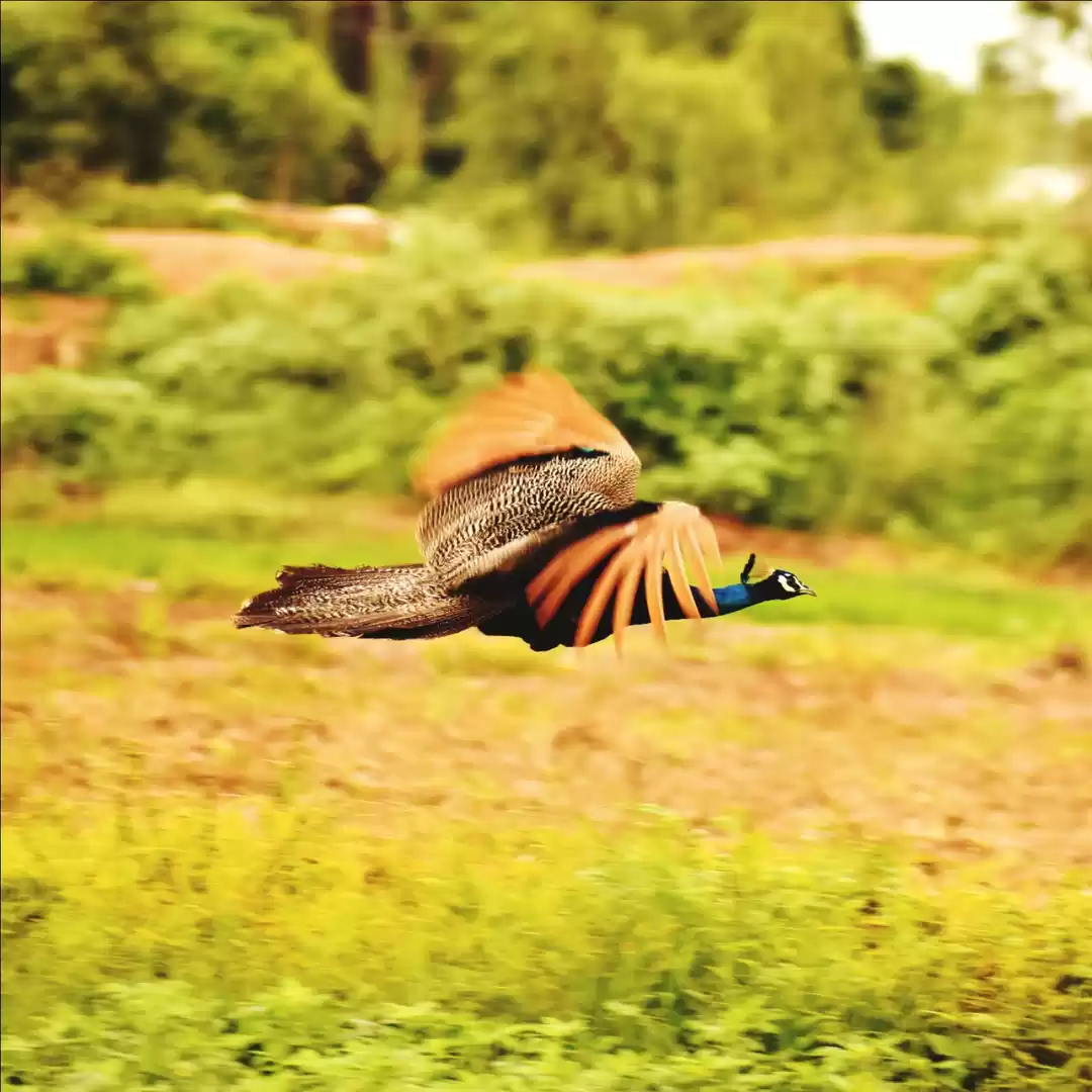 Photo of See the peacock