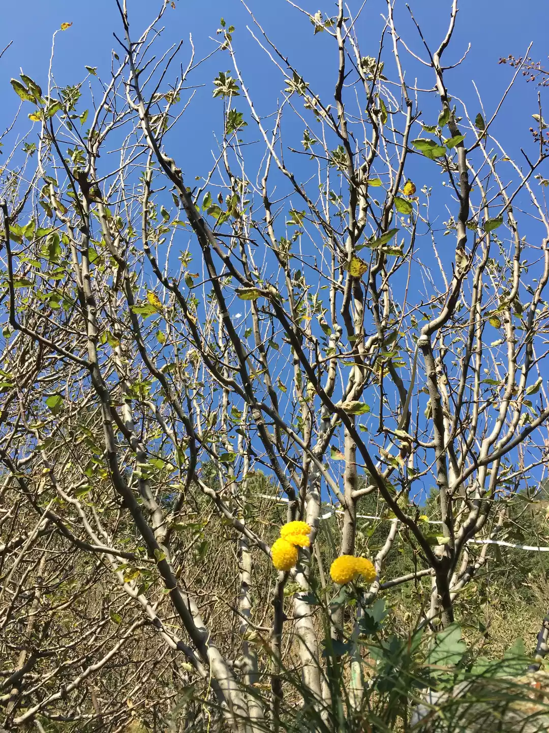 Photo of Manali: Untouched by