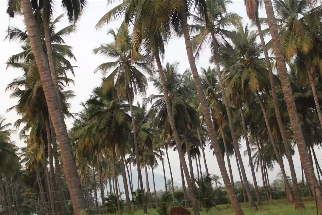 Photo of OOTY, beauty of Nilg