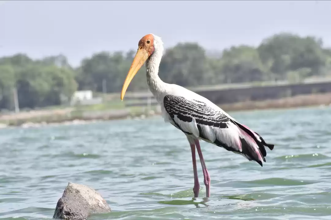 Photo of Nature | Birds | Tra