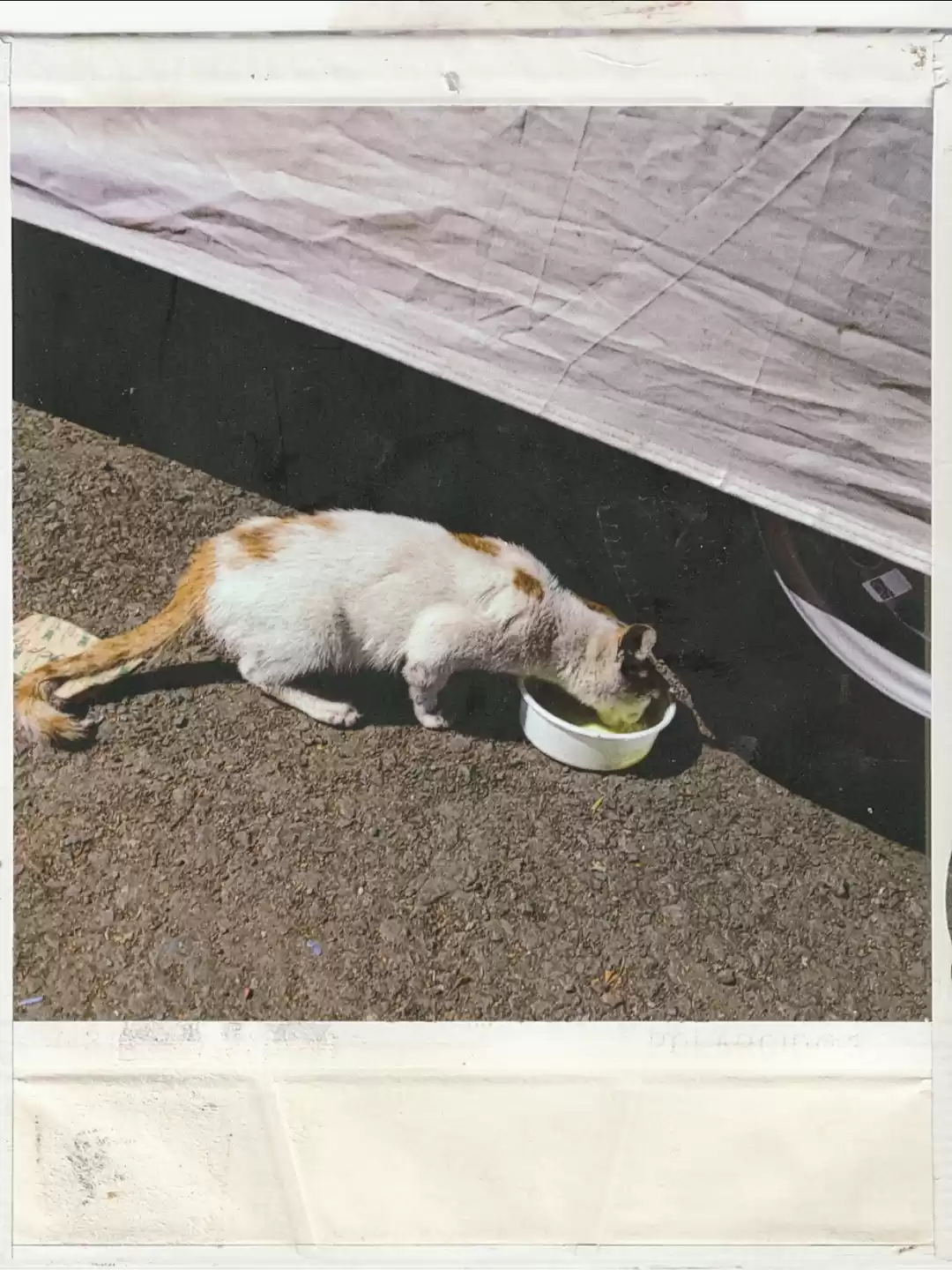 Photo of Smelly Cat,Smelly Ca