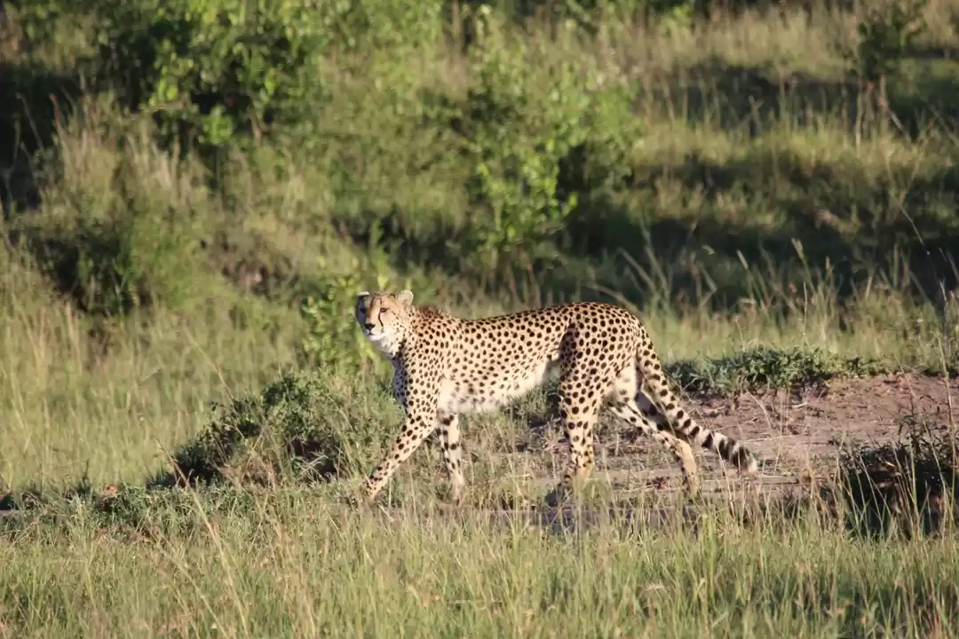 Photo of How to Plan Masai M