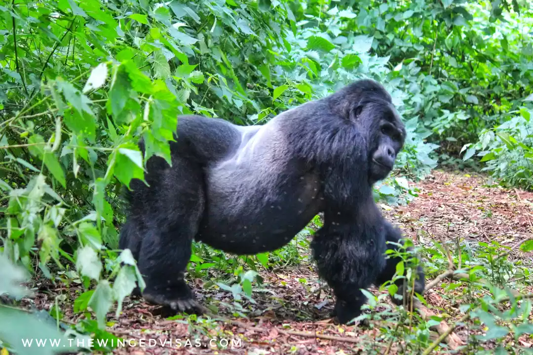 Photo of Ultimate Mountain Go