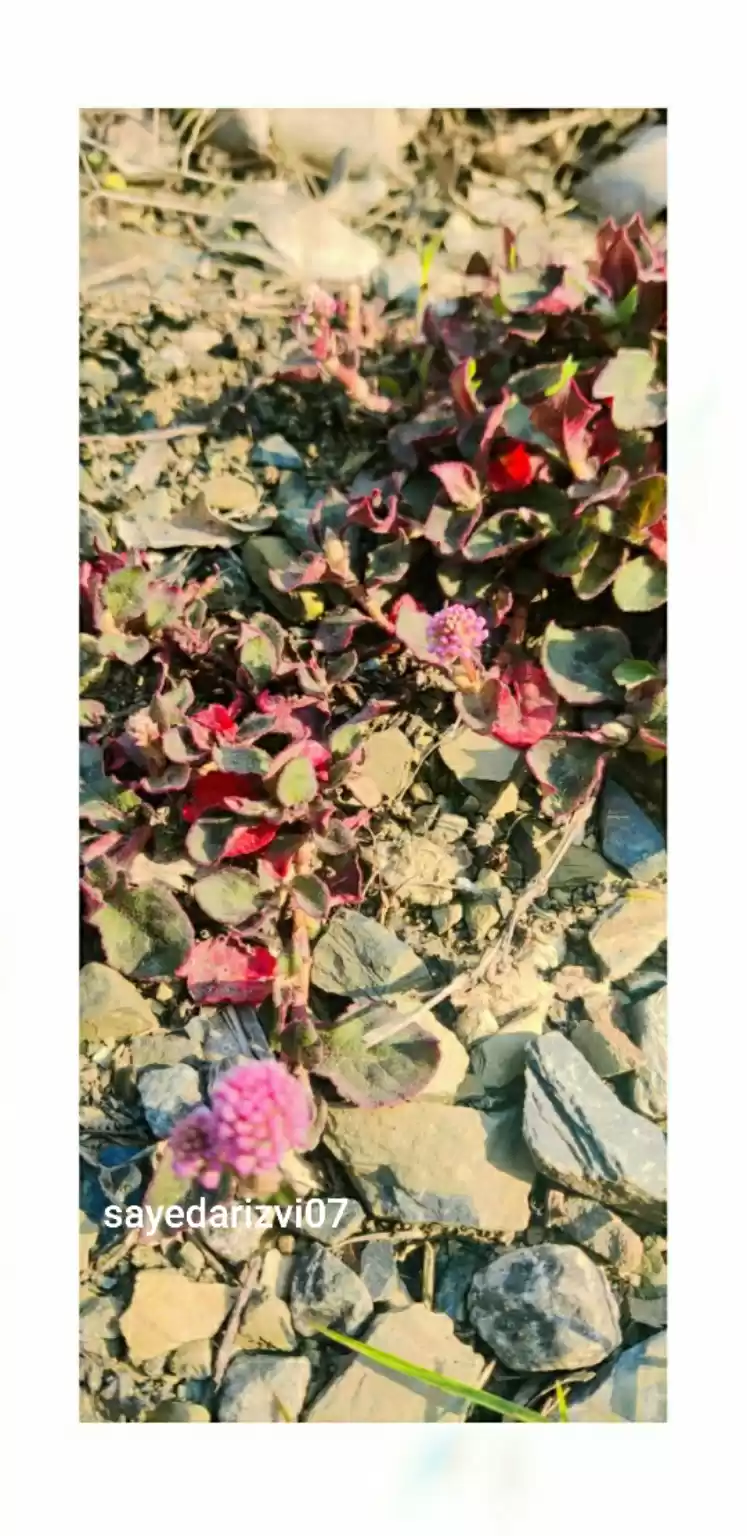 Photo of Beautiful herbs