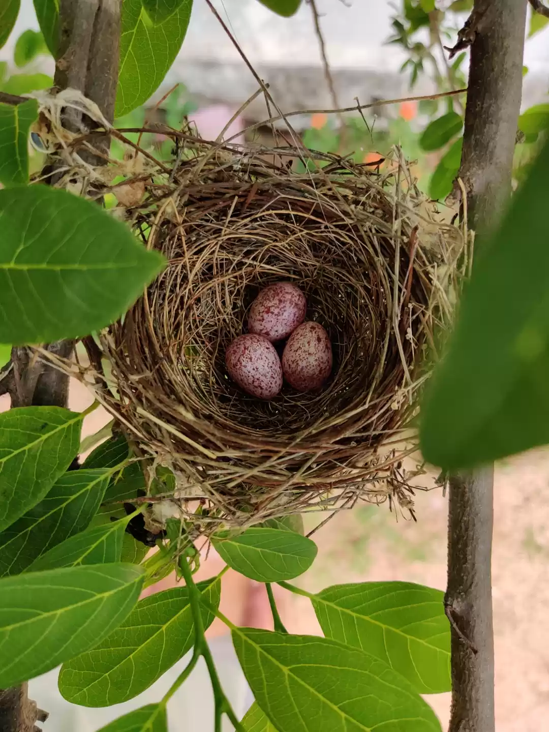 Photo of Birds are the best a