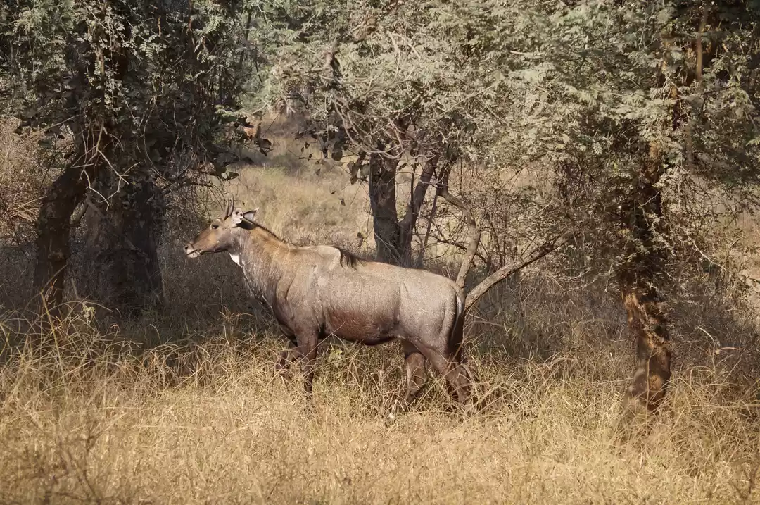 Photo of The colours of Ranth