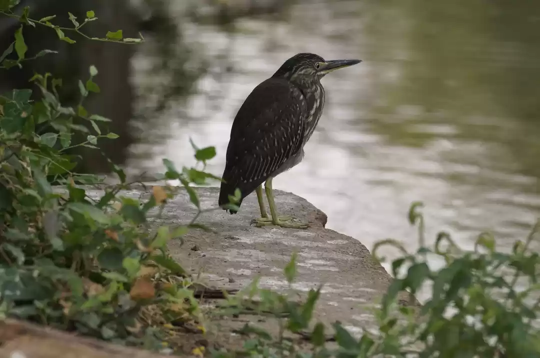 Photo of Bharatpur- Heaven fo