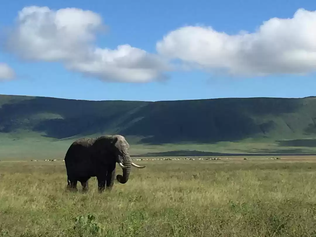 Photo of Best Tanzania Safari