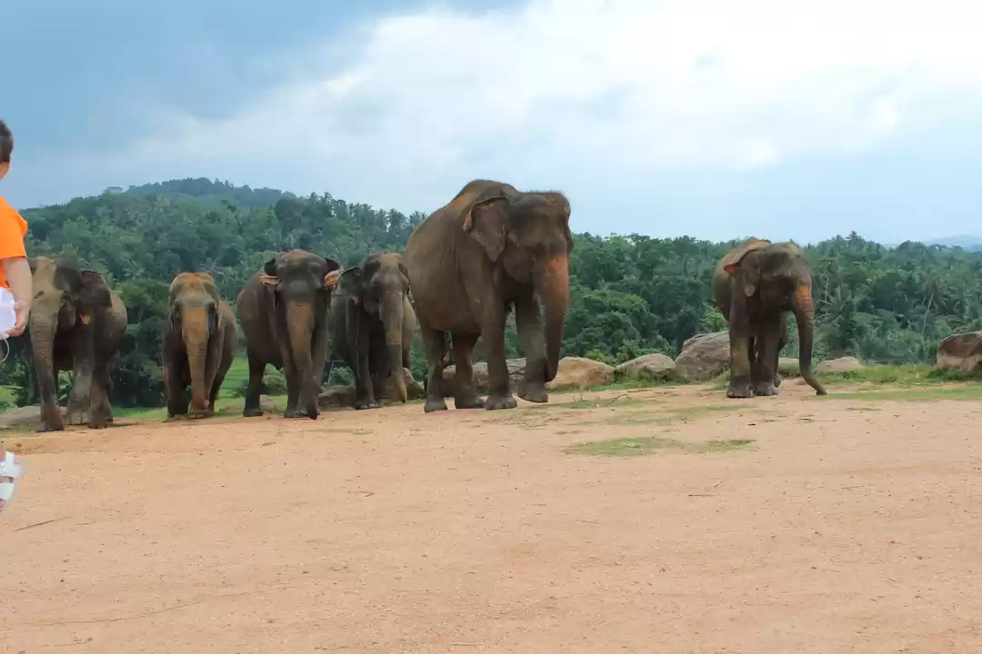 Photo of Pinnawala Elephant O