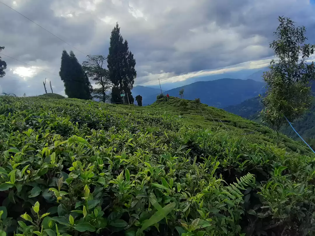 Photo of Beautiful Orange Val