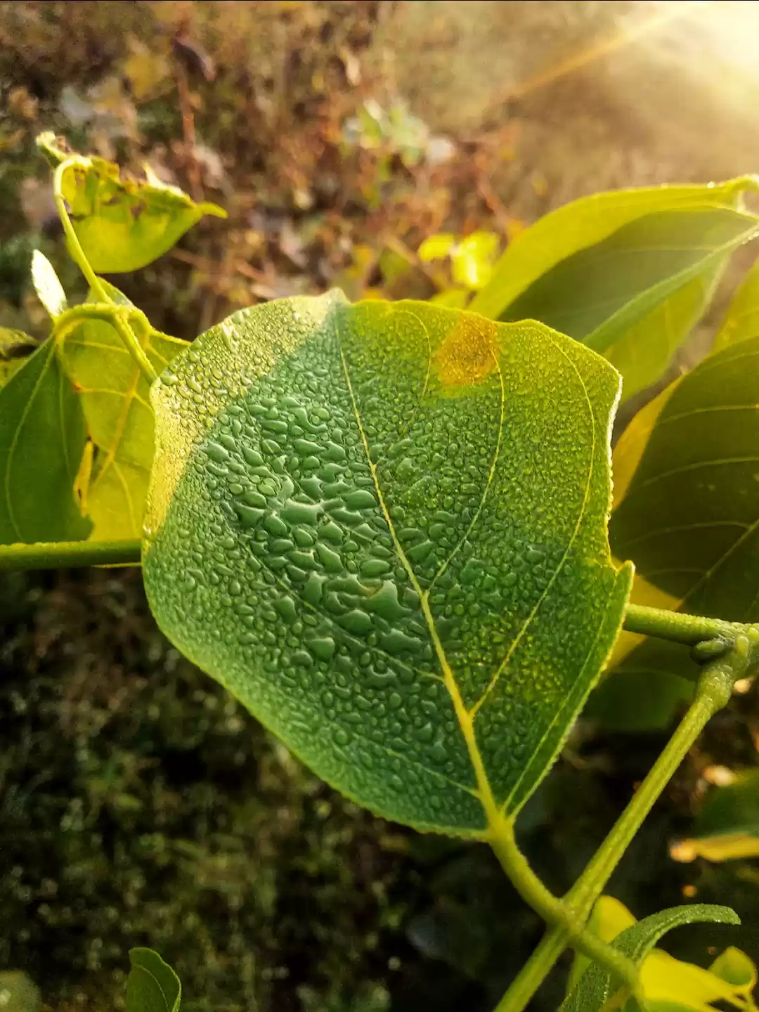 Photo of Natur Click 