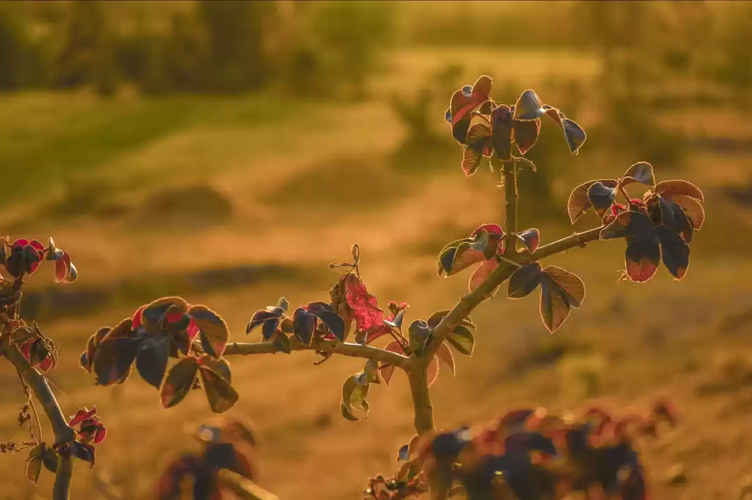 Photo of Natur Click 