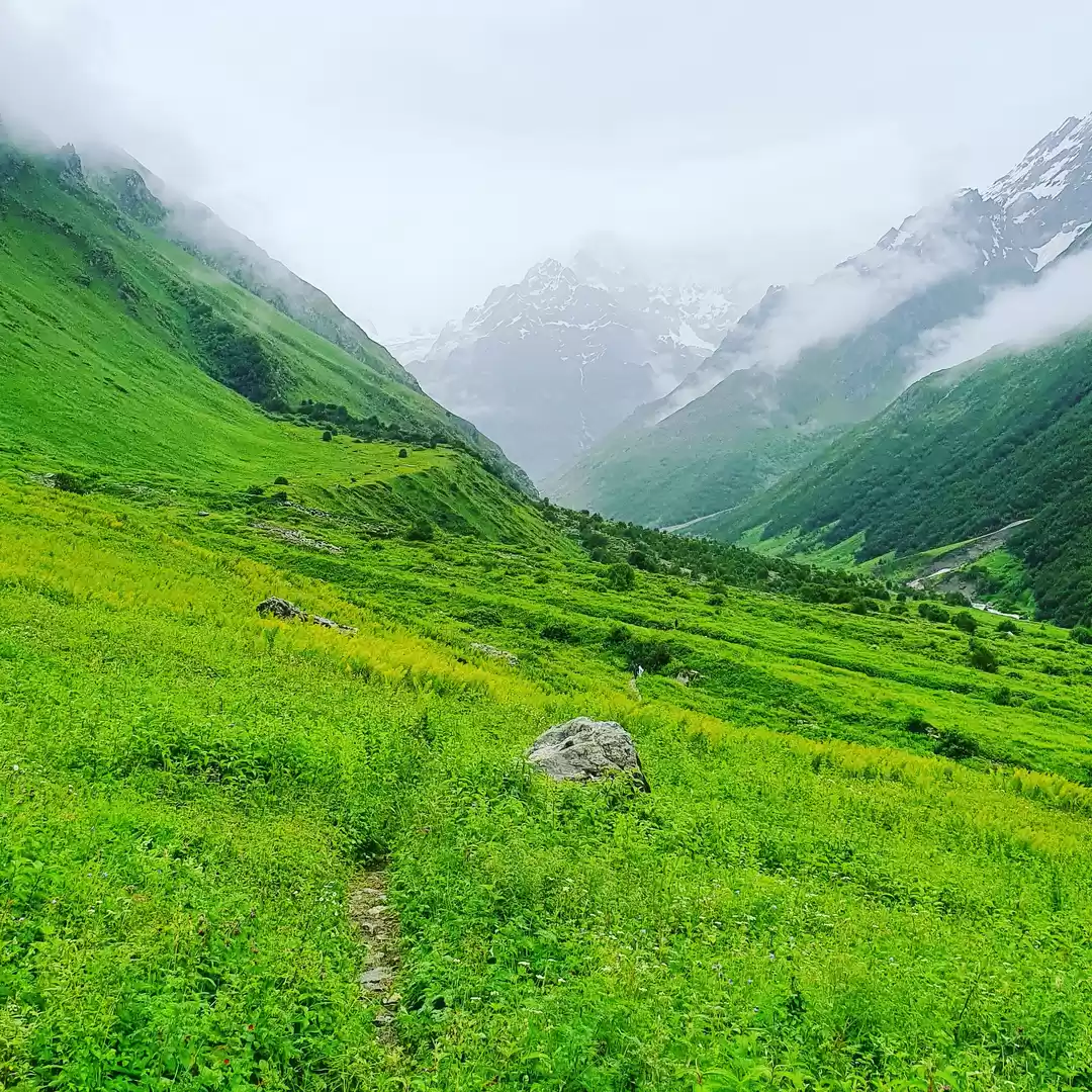 Photo of Valley Of Flowers