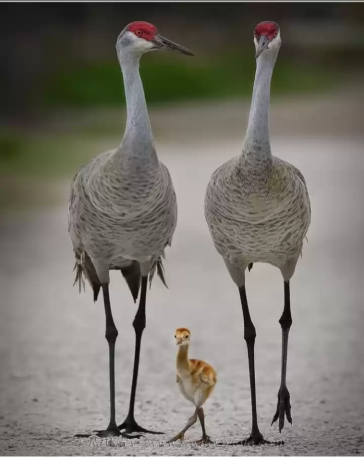 Photo of bassi wildlife,Chitt