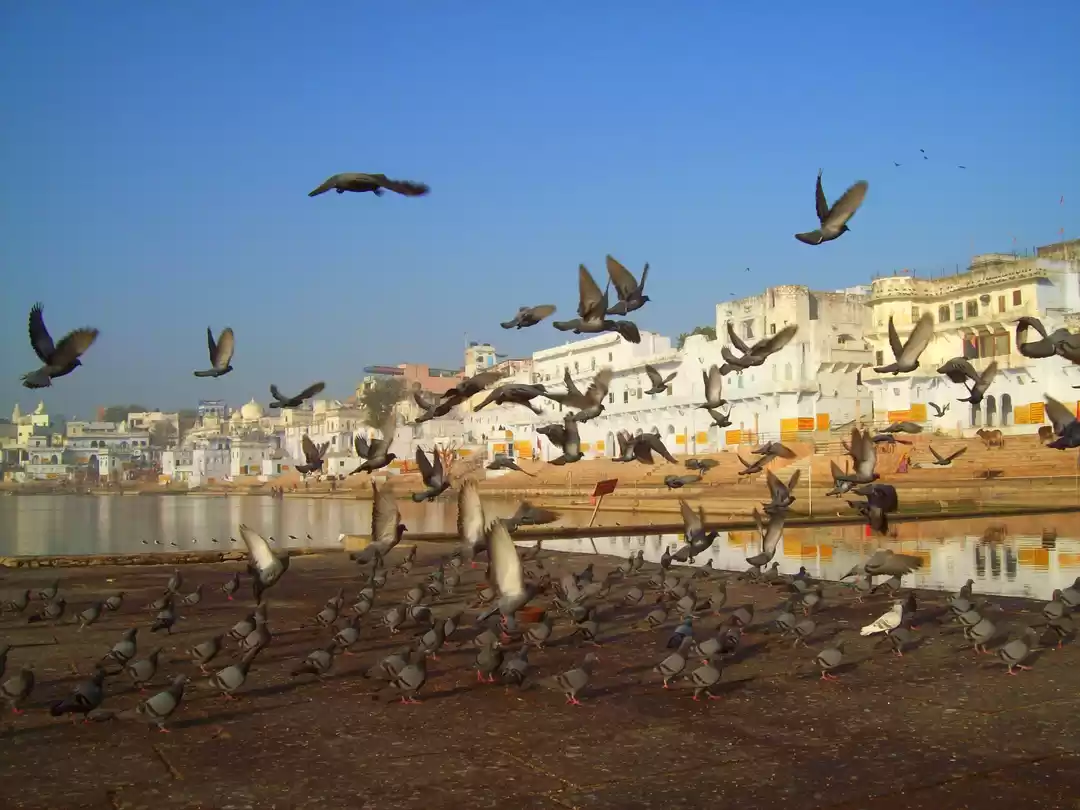 Photo of Ajmer & Pushkar - Ge