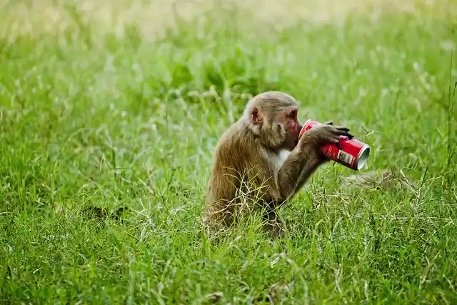 Photo of Jim Corbett National