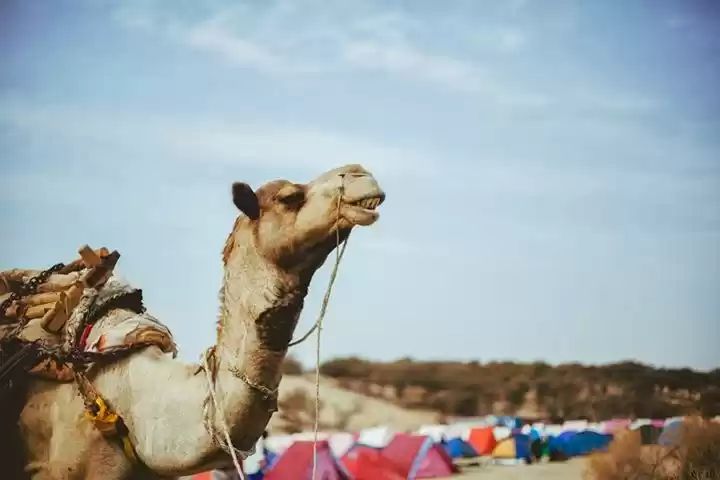 Photo of Rag Rajasthan