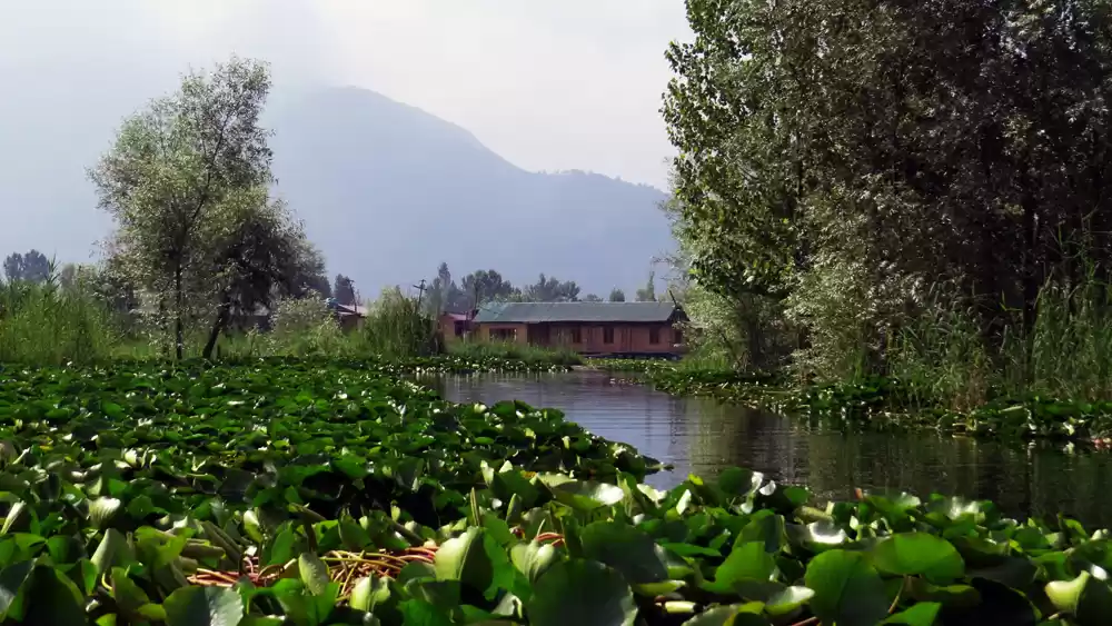 Photo of A shikara ride to th
