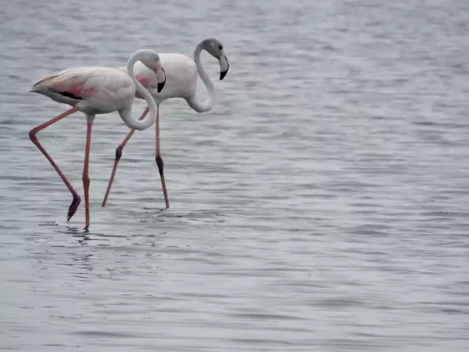 Photo of Point Calimere Bird 