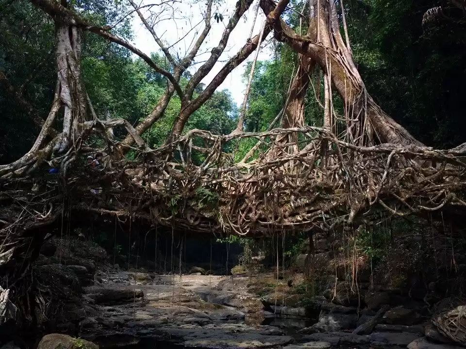 Photo of Living Root Bridge, 