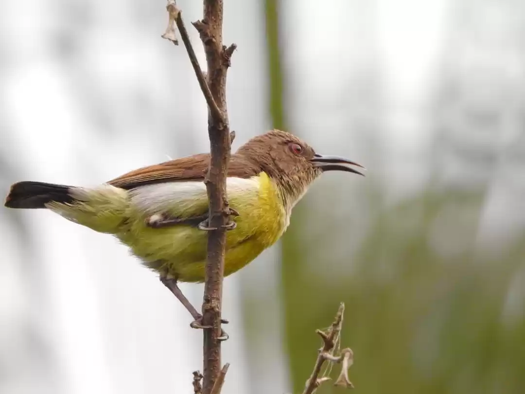 Photo of Birding around Hebba