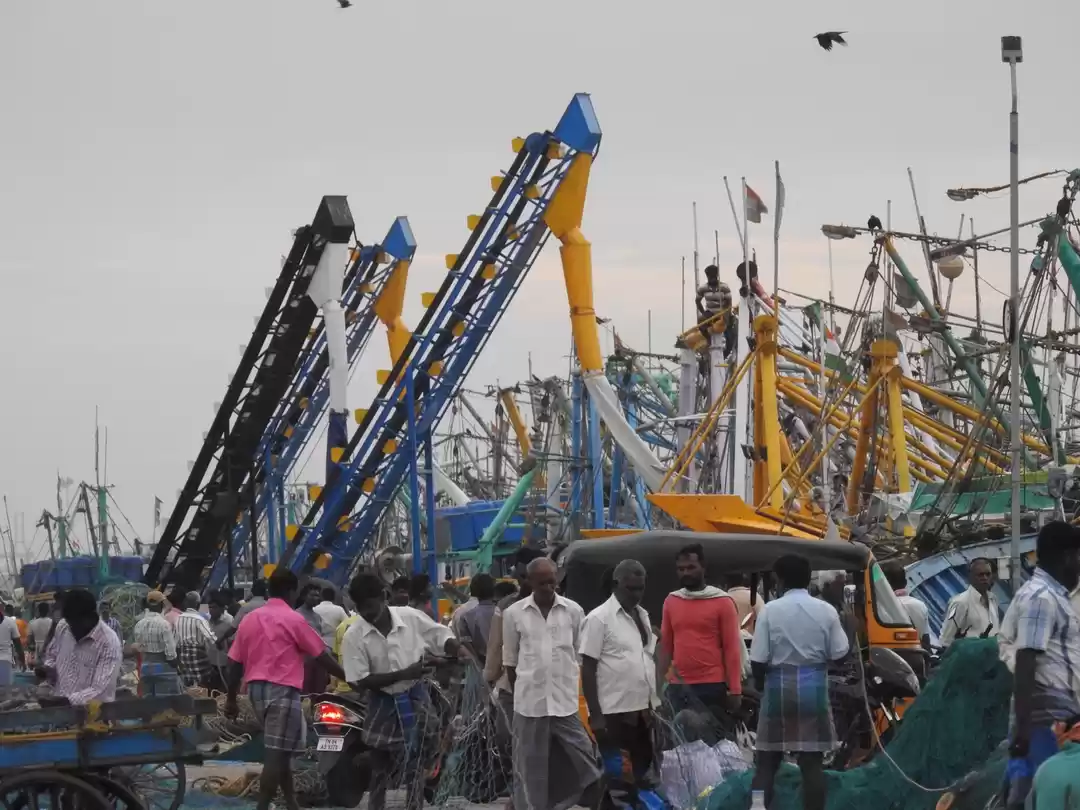 Photo of Kasimedu Fish Market