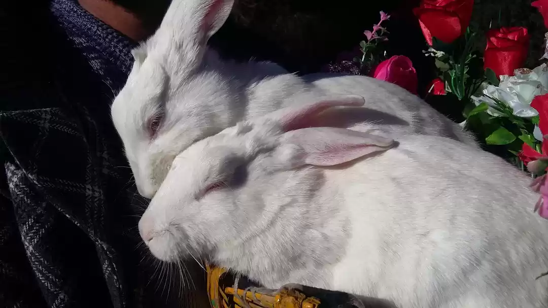 Photo of I've Lost Myself Som