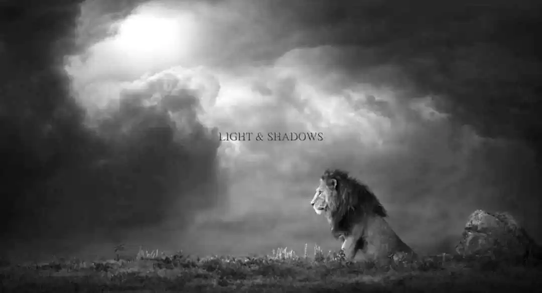 Photo of 10 Best Indian Wildl