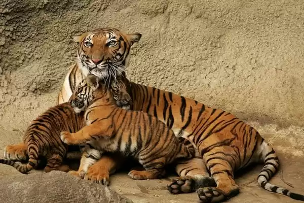 Photo of इलेक्ट्रॉनिक गैजेट क