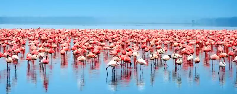 Photo of Flamingo Safari in t