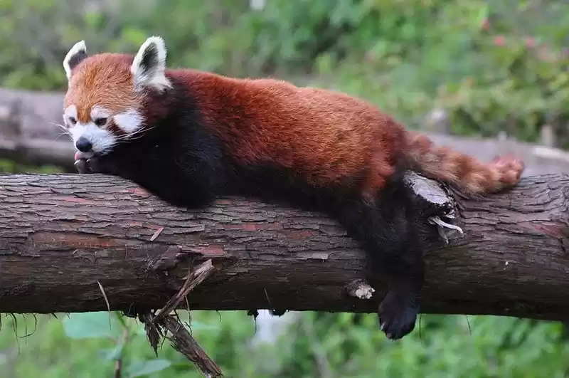 Photo of Himalayan Zoological