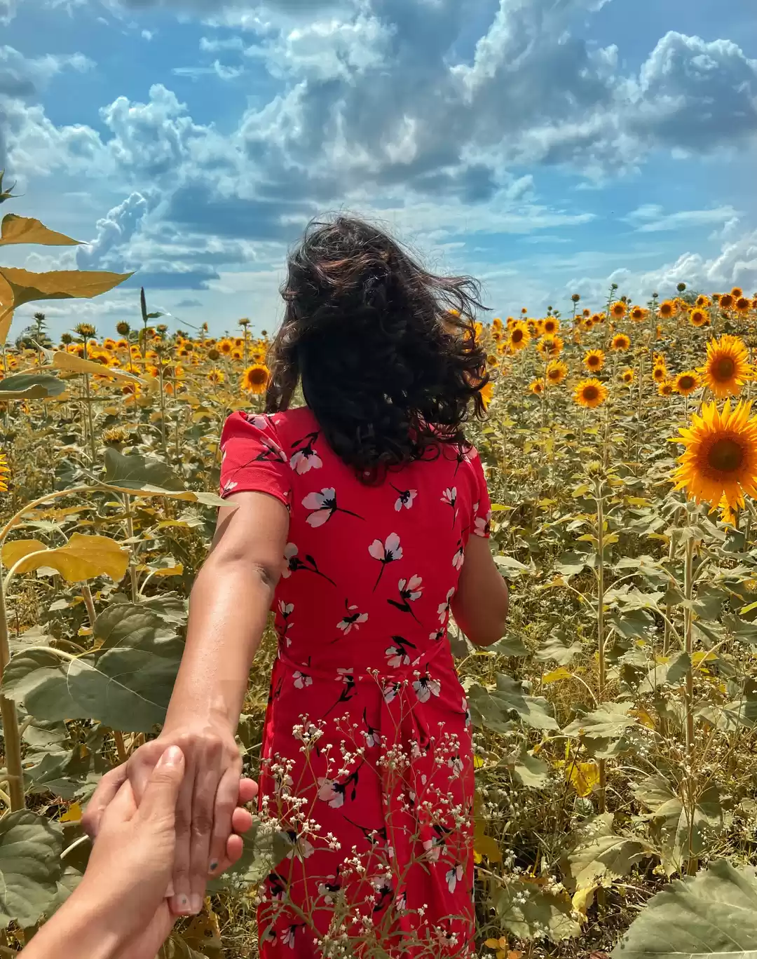 Photo of Chasing Sunflowers