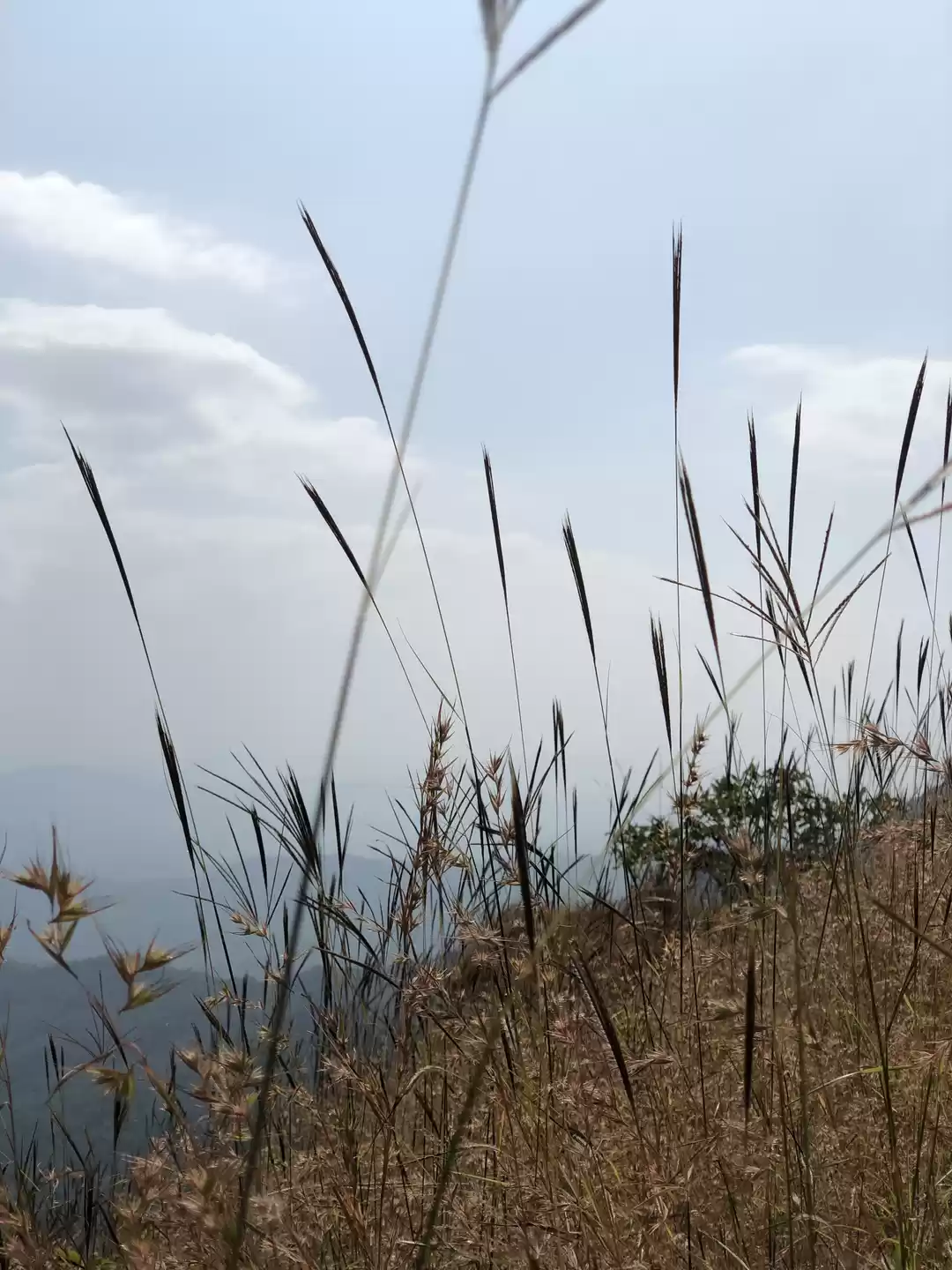 Photo of The Red Soil of Mesm