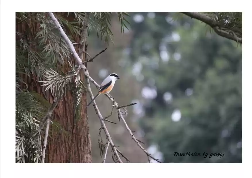 Photo of Offbeat – Masinagudi