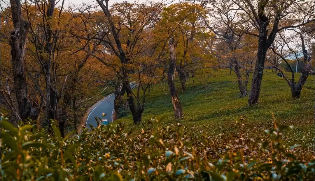 Photo of Tempting Tea gardens
