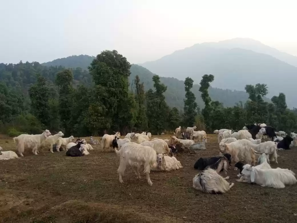 Photo of Trek to Birni Mata T