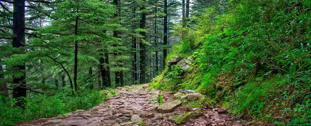 Photo of Triund Trek