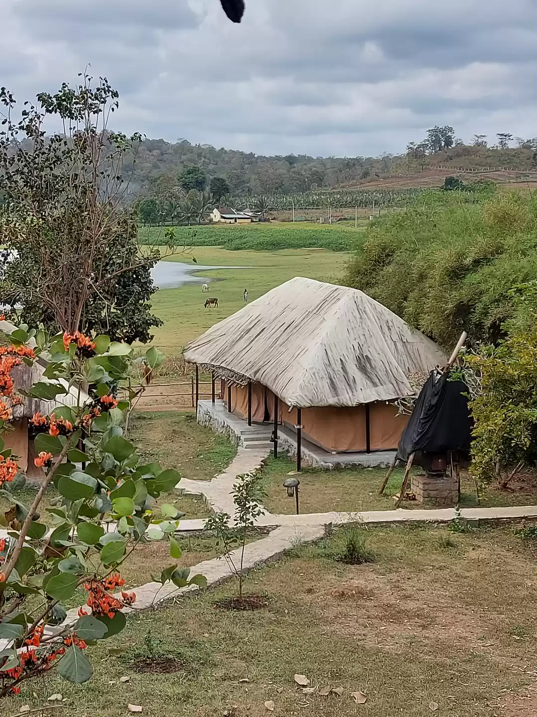 Photo of New years at a jungl