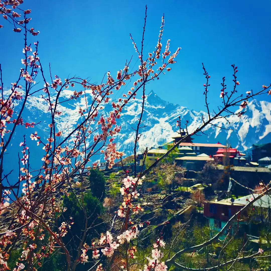 Photo of Kalpa - Diaries
