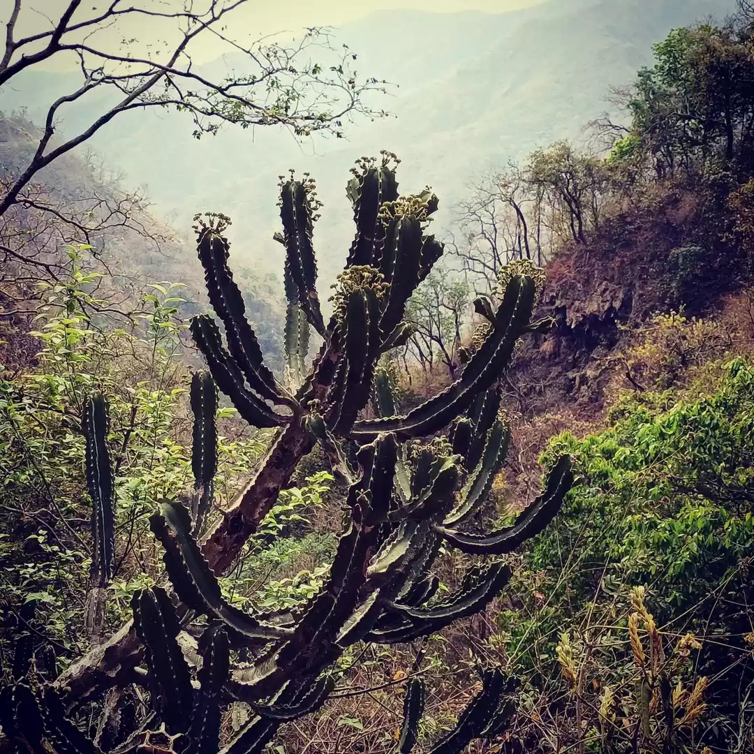 Photo of Neer Garh waterfall