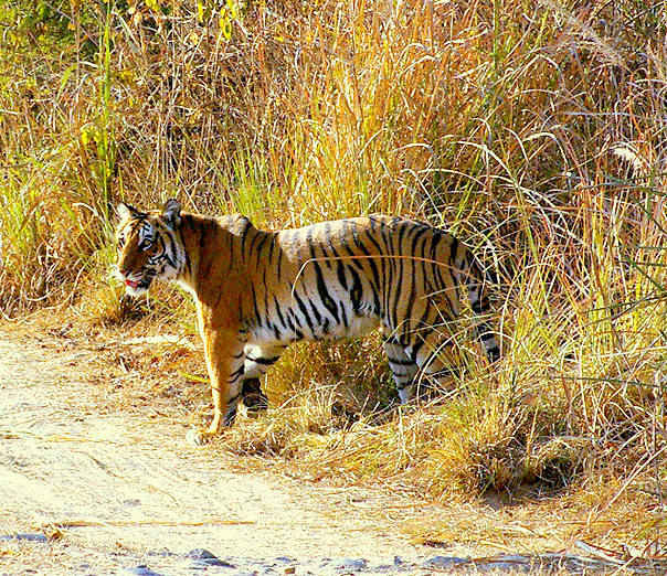 The wrath of s mother. A bengal tiger protecting her cub from danger in Jim  Corbett National park, India. : r/IndiaSpeaks