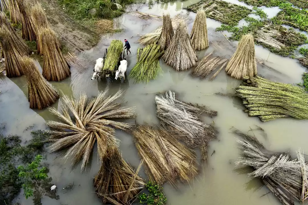 Photo of Jute Cultivation in